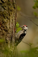 Strakapoud maly - Dendrocopos minor - Lesser Spotted Woodpecker 8896